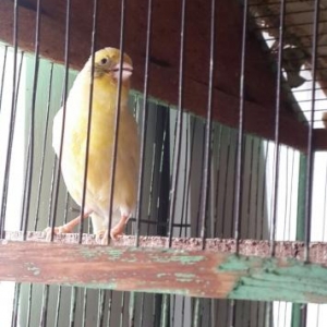 kanareyka bulbullerin satiwi