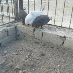 Firəngsebzi satilir