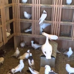 12 Nov qush satishda var