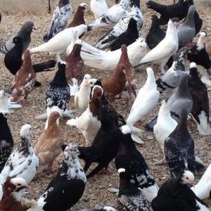 12 Nov qush satishda var