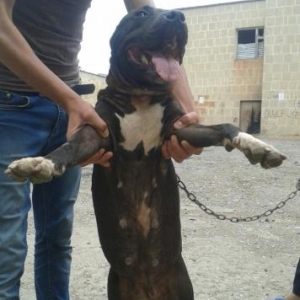 pitbul temizdir iyneleri vurlub sitem qowmuwam 2de