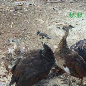 Tovuzquşu balaları satılır.3 Aylıq. 1 cütün