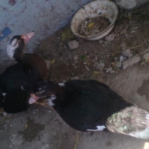 bu ilkidilər, tam sağlamdilar, zemaet verirəm c