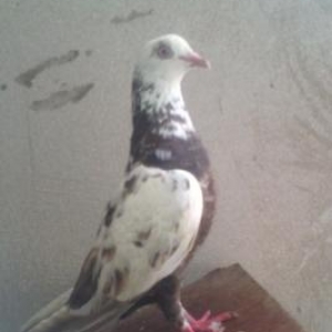 erkekdi, tam sağlamdı. 5 manat, barter mümkünd