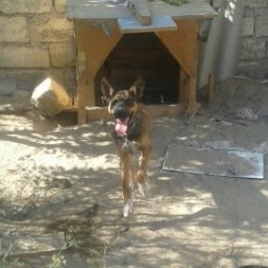 pitbul və nemka qarisigidi