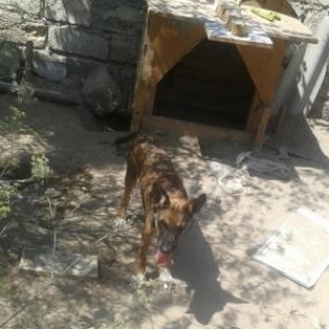 pitbul və nemka qarisigidi köçürəm deyə məc