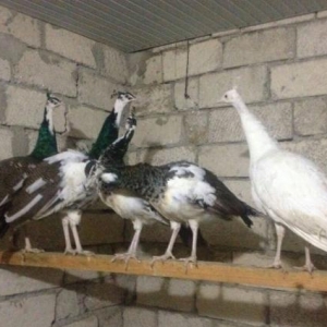 hər növdə paroda toyuqlar,qırqovul,kəklik,tovuz quşu