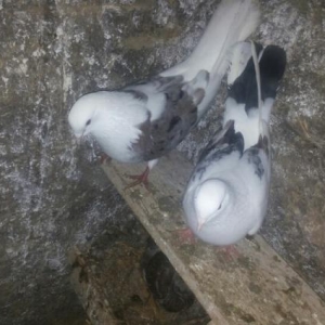 satılır ıran quşları