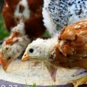 5 həfdəlik cücələr