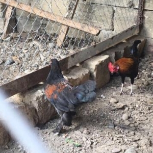 Shalvarli Yapon xoruzu