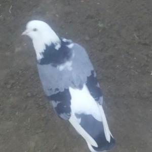 satılır ıran quşları