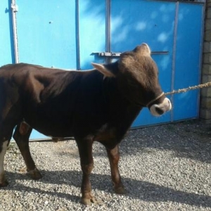 Kənd təsərrüfatı heyvanları