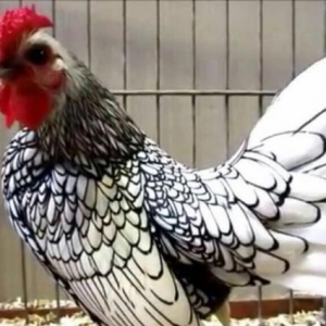 hər növdə paroda toyuqlar,qırqovul,kəklik,tovuz quşu