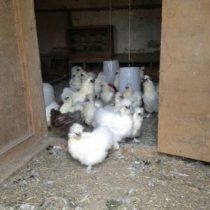 hər növdə paroda toyuqlar,qırqovul,kəklik,tovuz quşu