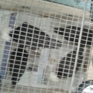 Ağpapaq holland rahibə toyugları