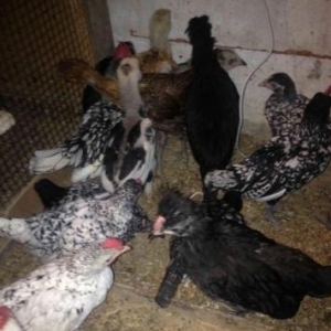 hər növdə paroda toyuqlar,qırqovul,kəklik,tovuz quşu