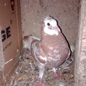 her rengde quw satilir