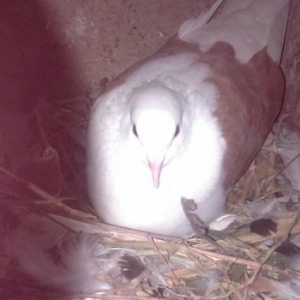 her rengde quw satilir