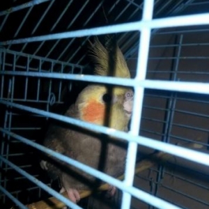 1.8 aylıq hazır erkək akdivdi