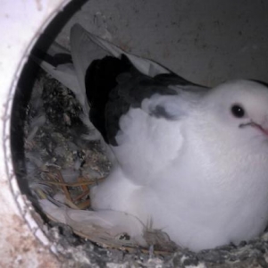 her rengde quw satilir