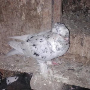 her rengde quw satilir