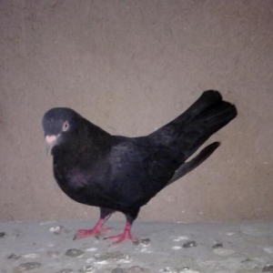 her rengde quw satilir