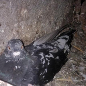 her rengde quw satilir