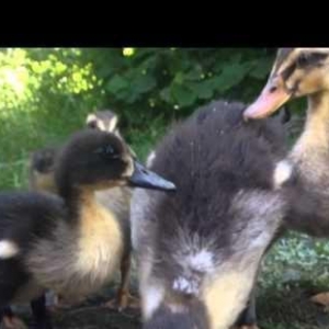 Təcili lal ördək satilir