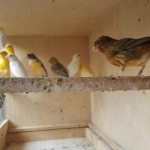 gözəl oxuyan tam saqlam bül büllər erkək və mayalar