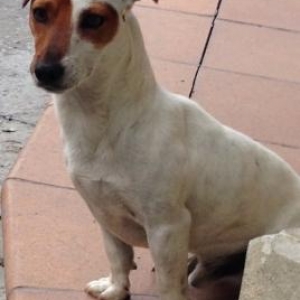 maska kinosundaki itdendi arginalidi. balasi olaca