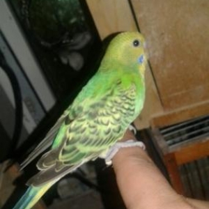 bala ele oyretmek danisdirmaq.olar