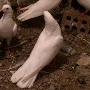 Baki guwlari hamsi enni guyruglar