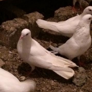 Baki guwlari hamsi enni guyruglar