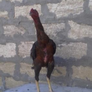 meslehetdi ela cins bece satilir