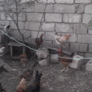 temiz kent colpalari