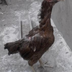 temiz Shamo cinsi…cavan heyvandir…1yaw 7ayliqd