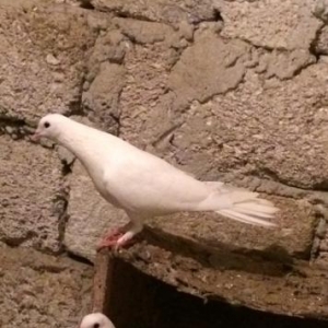 Baki guwlari hamsi enni guyruglar