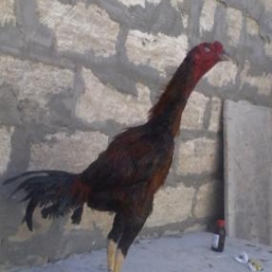 meslehetdi ela cins bece satilir