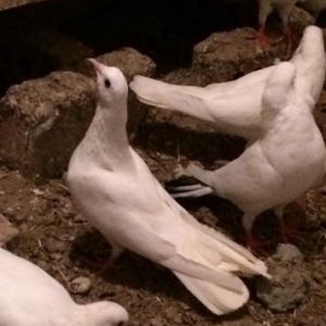 Baki guwlari hamsi enni guyruglar