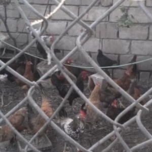 temiz kent colpalari