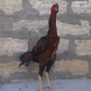 meslehetdi ela cins bece satilir