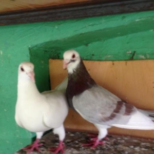 Poçtavoy( Drakon) çüt.