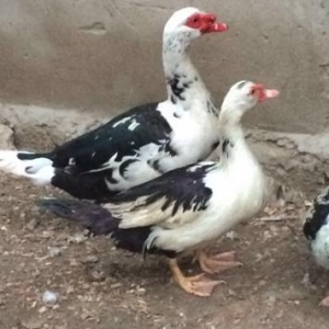 Ördək satılır erkekdir deyismekde olar