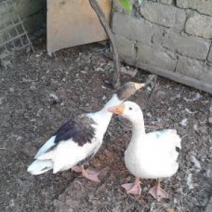 Qaz satilir erkek ve disi qazdir