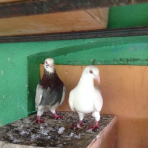 Poçtavoy( Drakon) çüt.