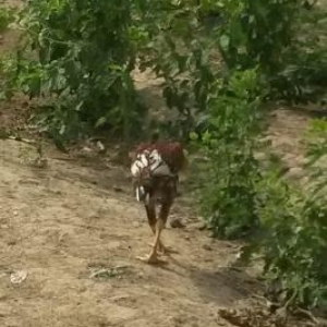 ucuz qiymətə heyrati satilir