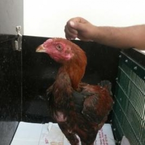 ucuz qiymətə heyrati satilir