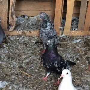 salam aleykum 4 gara abrew satilir