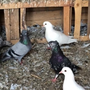 salam aleykum 4 gara abrew satilir