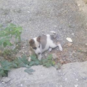 xaski cinsidi adi BOZKO dur adiynan cagiranda geli